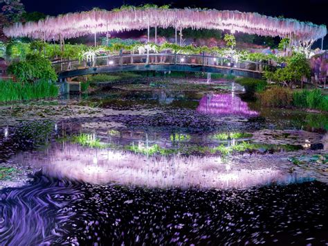 The famous wisteria of Ashikaga Flower Park bloom early in time for ...