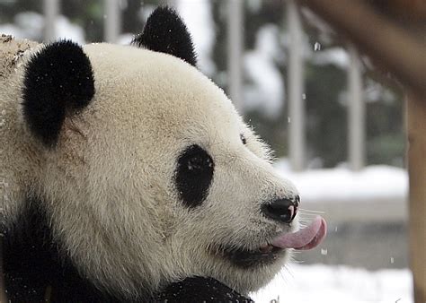 Pandas Eating Bamboo