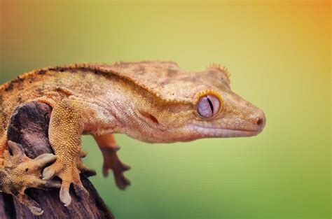 Crested Gecko Lifespan: How Long Do Crested Geckos Live?