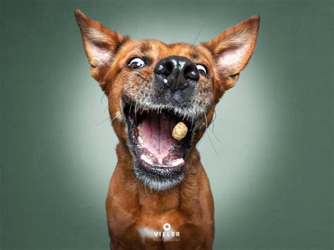 He's got the chops... - Just 54 photos of dogs getting treats - CBS News