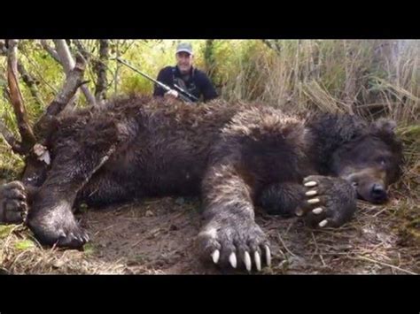 What is the largest grizzly bear on record?