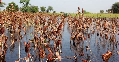 West Africa faces acute food shortages with thousands near famine, say ...