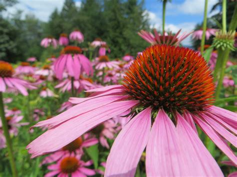 Echinacea purpurea | Fourth Corner Nurseries