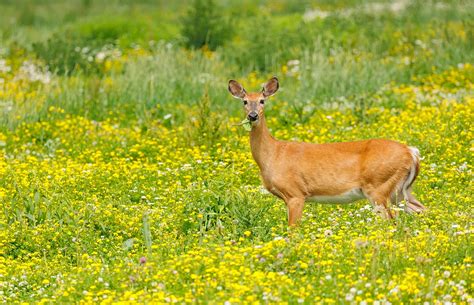 Texas Wildlife | Texini | Texas Lifestyle