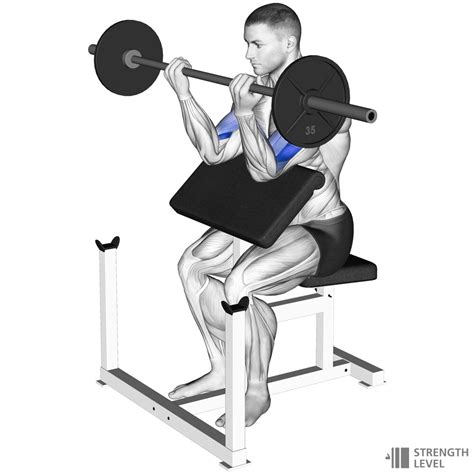 Preacher Curl Standards for Men and Women (lb) - Strength Level