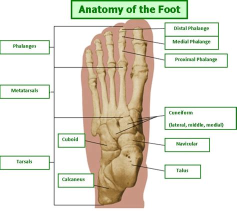 Custom Made Orthotics for Foot Problems | Orthotics Online