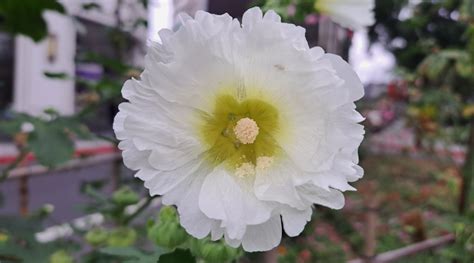 Hollyhock Colors: What Colors do Hollyhocks Bloom?