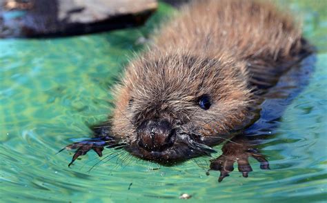 12 more adorable baby beavers that will make your week | Cottage Life