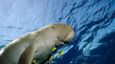 Le dugong, un animal en danger | WWF France