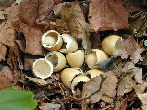 Ruffed Grouse Eggs | Phenology Pictures from John Latimer, m… | Flickr - Photo Sharing!