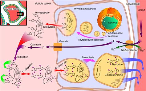 Hormones of Thyroid Gland – howMed