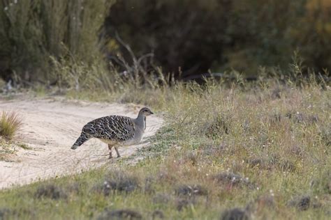 About Malleefowl — Victorian Malleefowl Recovery Group