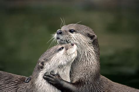 20+ Animal Couples That Prove Love Exists In The Animal Kingdom Too ...