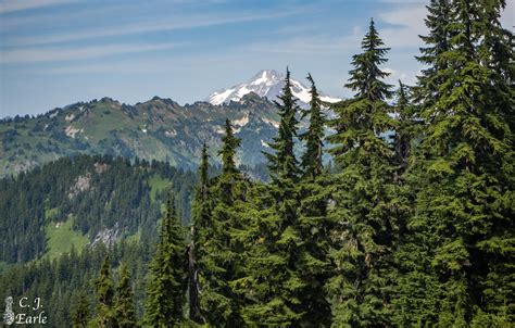 Tsuga mertensiana (mountain hemlock) description