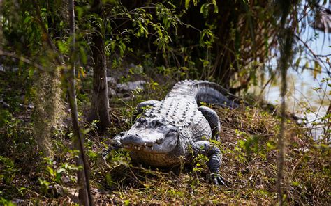 Everglades Alligator Farm in Homestead/Florida City Area, FL