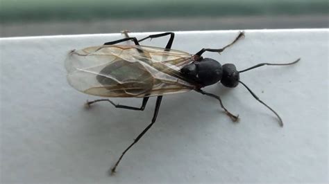 Black Carpenter Ant (Formicidae: Camponotus) Winged Male - YouTube