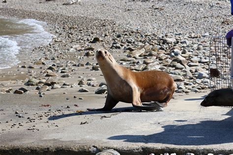 Hundreds of sea lions sickened along Calif. coastline