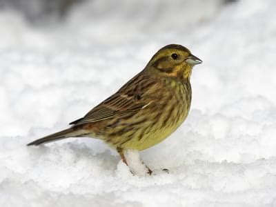 Yellowhammer Bird Facts (Emberiza citrinella) | Birdfact