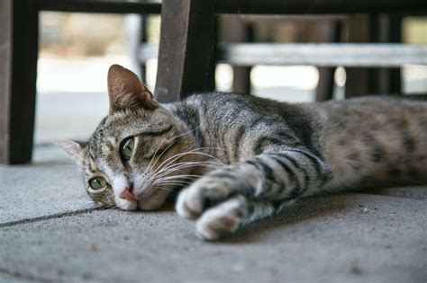 8 Tips Proven To Help With Your Cat’s Anxiety - Mind Setters