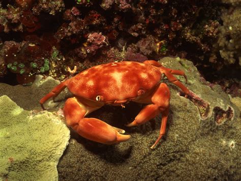 Crab | Crabs are decapod crustaceans of the infraorder Brach… | Flickr