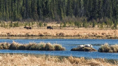 Wetlands Habitats - Yukon Wildlife Preserve - Yukon Wildlife Preserve