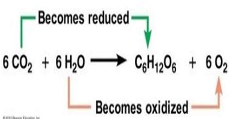 Source of Oxygen during Photosynthesis - QS Study