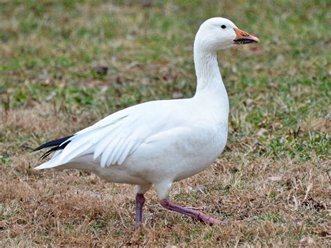 Snow Goose - eBird