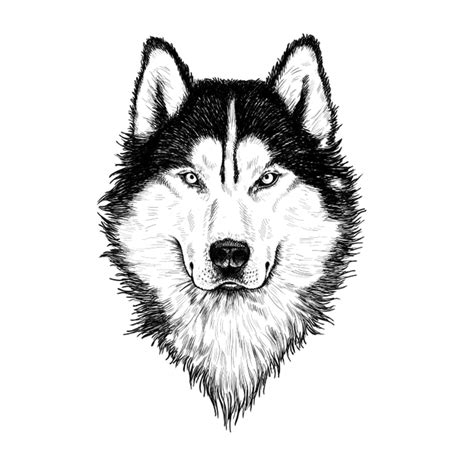 How to Draw a Wolf Head – A Guide That Makes Wolf Drawing Easy