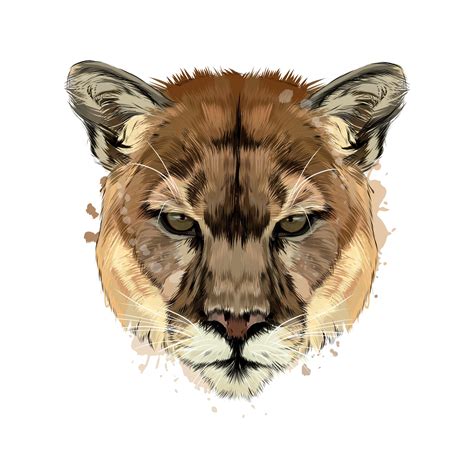 Puma, cougar head portrait from a splash of watercolor, colored drawing ...