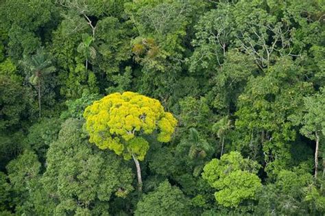 Should We Care About the Difference Between the Forest and the Trees? | Magazine Articles | WWF