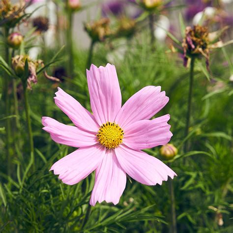 Flower Variety Cosmos Free Stock Photo - Public Domain Pictures