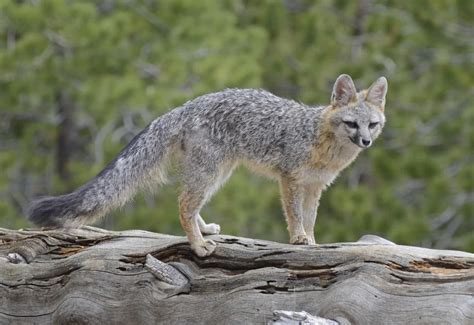 Gray Fox – Quest for the Longleaf Pine Ecosystem