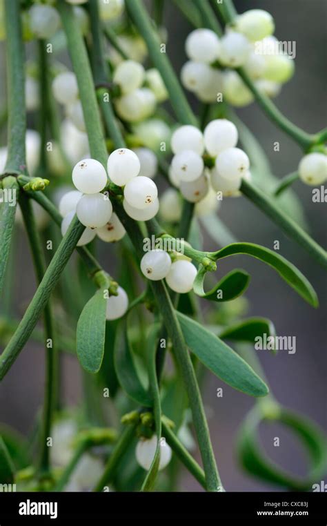 Viscum album Mistletoe berries Stock Photo - Alamy