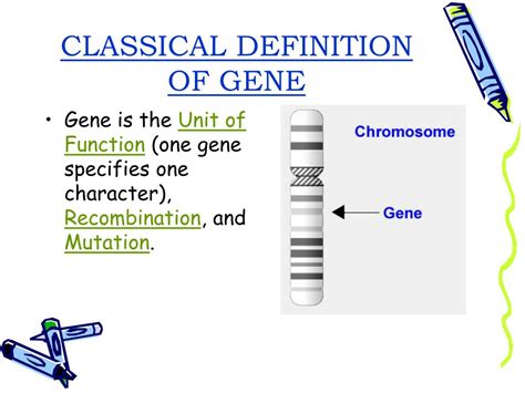 PPT - CONCEPT OF GENE PowerPoint Presentation, free download - ID:3362503