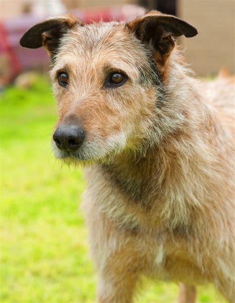 Costa - Irish Wolfhound x Terrier Mix | Rescue Dogs - waiting for homes - need love | Pinterest ...