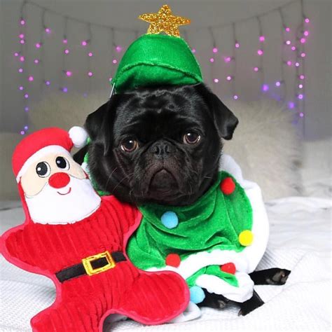 Is it too early for adorable Christmas pug photos? Photo by @gigi ...