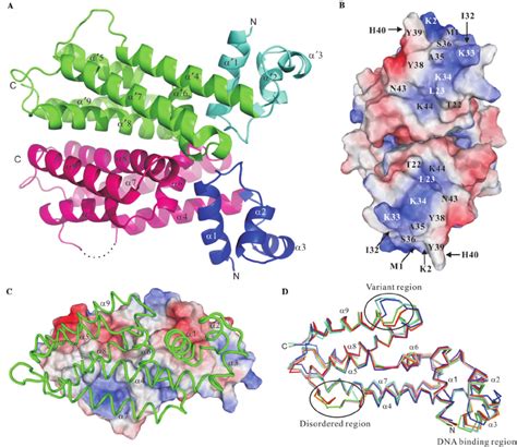 Structure of IcaR. ( A ) Overall structure of the IcaR homodimer. The ...