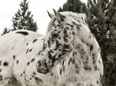 Appaloosa Horse | Breed Guide | HorseClicks