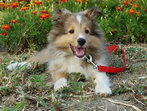 11++ Sheltie puppies info