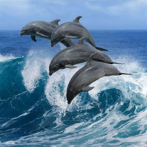 Ocean Inc on Instagram: “Dolphin pod surfing the waves🌊😁🐬 . Like and tag an ocean lover in the ...