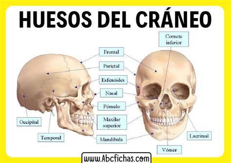 Anatomia del craneo y sus huesos - ABC Fichas