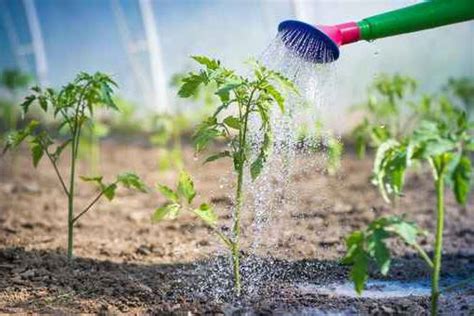 Water Requirements for Tomatoes - Allotment & Gardens