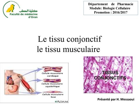 2 histo conjonctif, musculaire by قناة المحترف الجزائري للمعلوميات - Issuu