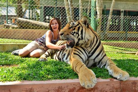 Thailand, tiger kingdom, Phuket | Thailand adventure, Thailand, Animals