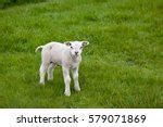 Baby Lamb Free Stock Photo - Public Domain Pictures