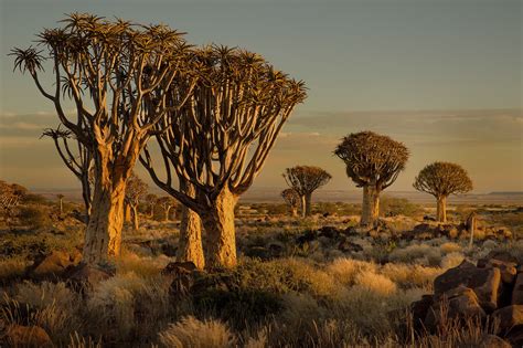 Brown leafed trees, Namibia, Africa, nature, landscape HD wallpaper ...