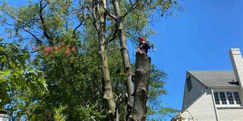 Serious Safety Risks Involved in DIY Tree Removal Projects