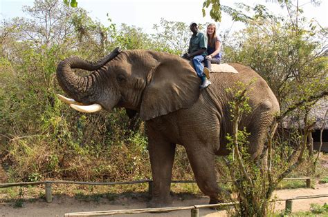 Hazyview Elephant Sanctuary • Young Wayfarer