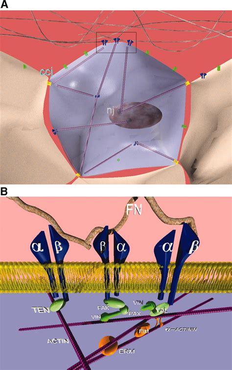 Cell mechanics and mechanotransduction: pathways, probes, and ...