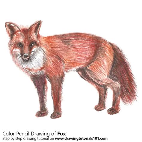 Fox Colored Pencils - Drawing Fox with Color Pencils : DrawingTutorials101.com